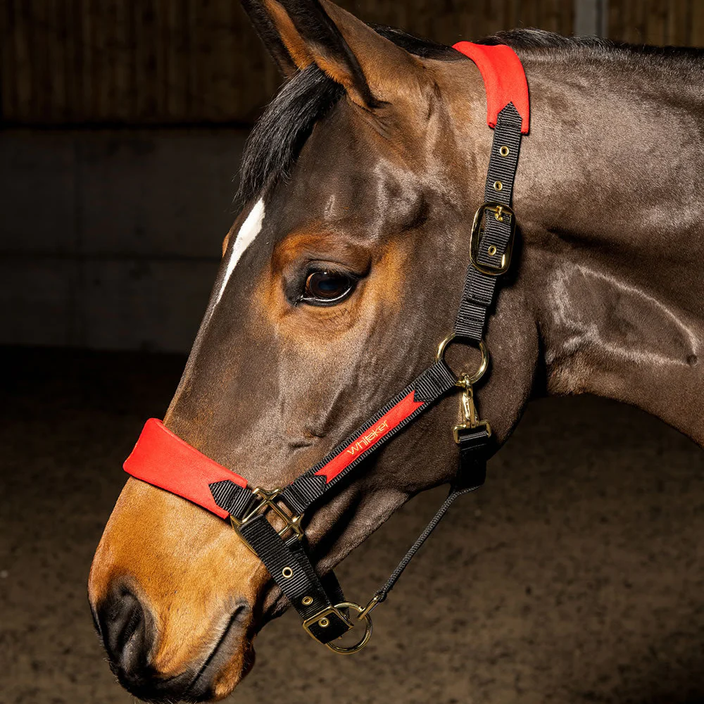 Whitaker Harewood Headcollar - Image 3